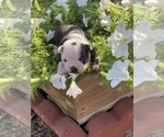 Small #2 Boston Terrier
