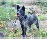 Small #6 Mutt