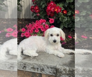 Lhasa-Coton Puppy for sale in CANOGA, NY, USA