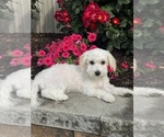 Small Lhasa-Coton