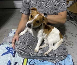 Jack Russell Terrier Dogs for adoption in GALVA, KS, USA
