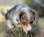 Small Photo #7 American Corgi Puppy For Sale in COLLEGE STATION, TX, USA