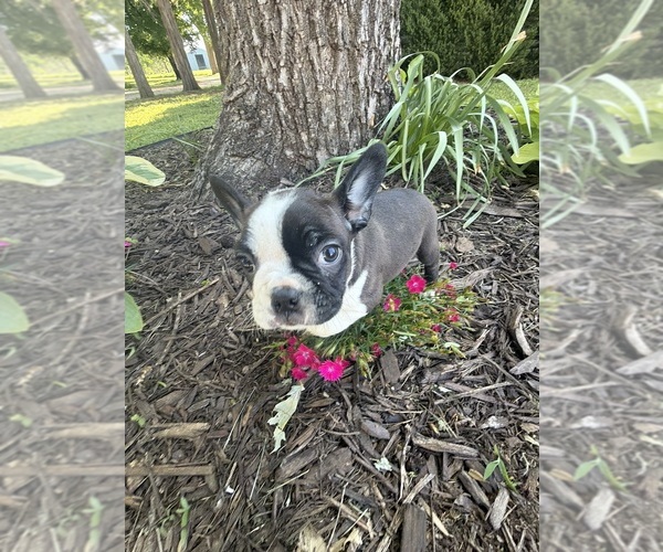 Medium Photo #9 Boston Terrier Puppy For Sale in FREDONIA, KS, USA