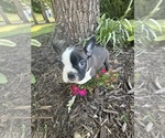 Small #8 Boston Terrier