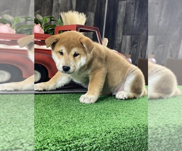 Medium Photo #3 Shiba Inu Puppy For Sale in CANOGA, NY, USA