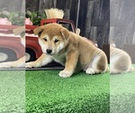 Small #2 Shiba Inu