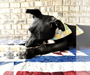 Curly - Male Bulldog-Catahoula Leopard Dog Mix Dog for Adoption - Photo #9