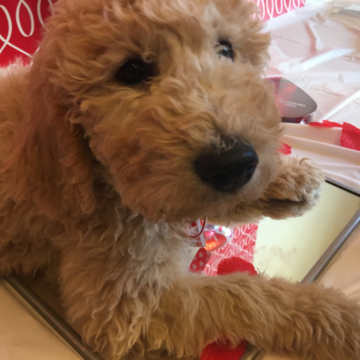 Medium Photo #1 Goldendoodle Puppy For Sale in SAINT CLAIR SHORES, MI, USA