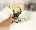 Small #14 Chihuahua