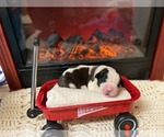 Small Photo #7 Saint Bernard Puppy For Sale in KALEVA, MI, USA
