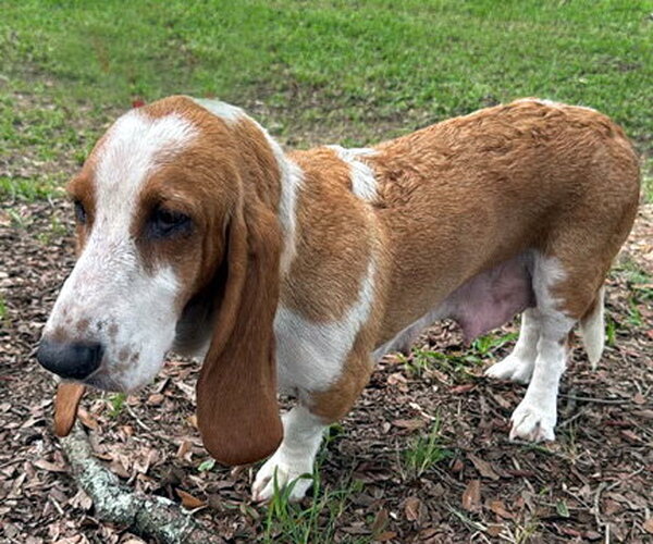 Medium Photo #5 Basset Hound Puppy For Sale in Deepwater, NJ, USA