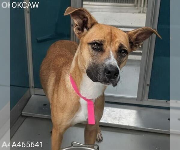 Medium Photo #1 Black Mouth Cur-Unknown Mix Puppy For Sale in Oklahoma City, OK, USA