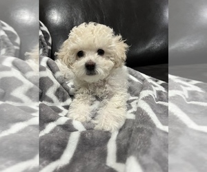 Maltipoo Puppy for sale in PALO ALTO, CA, USA