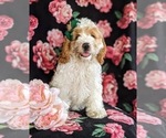 Small Photo #4 Cocker Spaniel-Poodle (Miniature) Mix Puppy For Sale in LEOLA, PA, USA