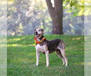 Skye - Female Catahoula Leopard Dog-Unknown Mix Dog for Adoption - Photo #3