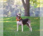 Small #2 Catahoula Leopard Dog Mix