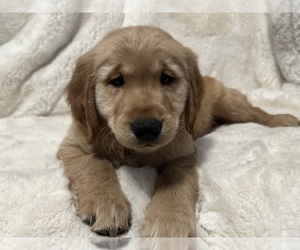 Golden Retriever Puppy for sale in MILWAUKEE, WI, USA