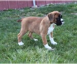 Small Photo #8 Boxer Puppy For Sale in SHIPSHEWANA, IN, USA