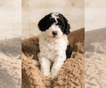 Puppy Puppy 2 Blue Goldendoodle mix (+ Poodle Miniature)