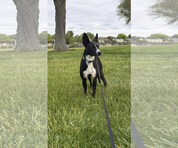 Medium Photo #4 Border Collie Puppy For Sale in Oakhurst, NJ, USA