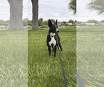 Small #3 Border Collie