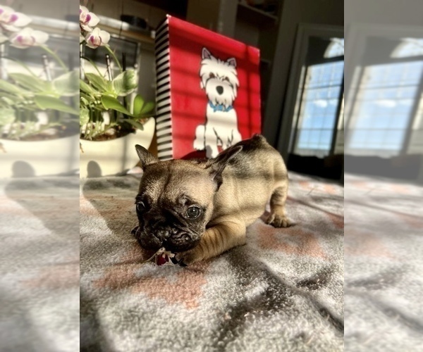 Full screen Photo #5 French Bulldog Puppy For Sale in KISSIMMEE, FL, USA