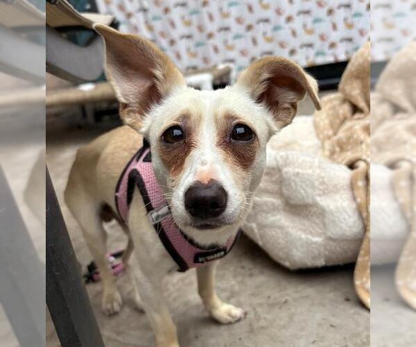 Medium Photo #2 Chihuahua Puppy For Sale in Santa Barbara, CA, USA