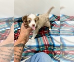 Small #2 Miniature Australian Shepherd