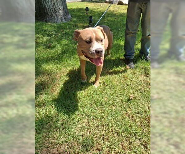 Medium Photo #2 American Staffordshire Terrier Puppy For Sale in Dana Point, CA, USA