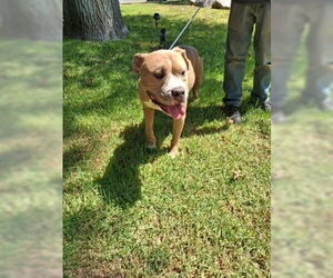 Franklin - Male American Staffordshire Terrier Dog for Adoption - Photo #2