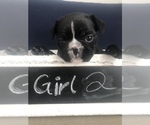 Small Photo #3 French Bulldog Puppy For Sale in APOLLO BEACH, FL, USA