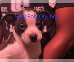 Small Photo #7 Boston Terrier-Collie Mix Puppy For Sale in COLUMBUS, OH, USA