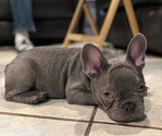 Small Photo #5 French Bulldog Puppy For Sale in PICO RIVERA, CA, USA