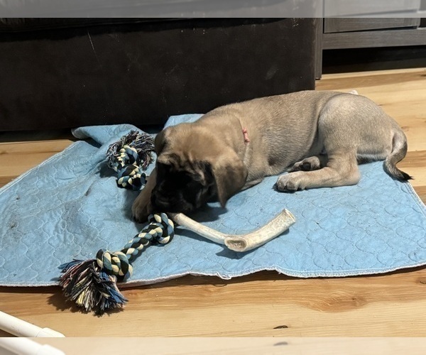 Medium Photo #9 Mastiff Puppy For Sale in MIDDLETOWN, DE, USA