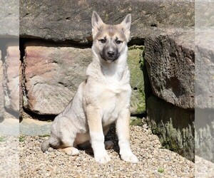 German Shepherd Dog-Siberian Husky Mix Puppy for sale in FREDERICKSBG, OH, USA