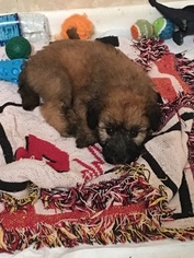 Soft Coated Wheaten Terrier Puppy for sale in HURON, OH, USA