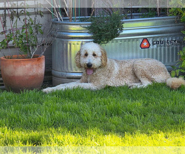 Medium Photo #1 Labrador Retriever-Unknown Mix Puppy For Sale in Clovis, CA, USA