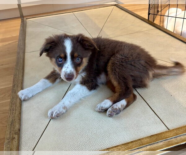 Medium Photo #6 Australian Shepherd Puppy For Sale in Denver , CO, USA