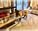 Small #1 German Shepherd Dog
