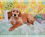 Puppy 2 Goldendoodle