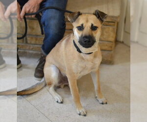 German Shepherd Dog-Unknown Mix Dogs for adoption in Germanton, TN, USA