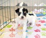 Small #5 Havanese