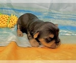 Small #17 Morkie