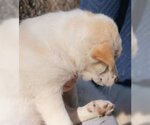 Small Photo #5 Great Pyrenees Puppy For Sale in Spring, TX, USA