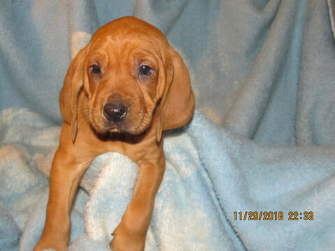 Medium Photo #8 Redbone Coonhound Puppy For Sale in GUERNSEY, OH, USA