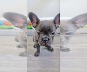 French Bulldog Puppy for sale in GAINESVILLE, FL, USA