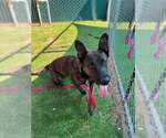 DEXTER - Male Holland Shepherd Dog for Adoption - Small photo