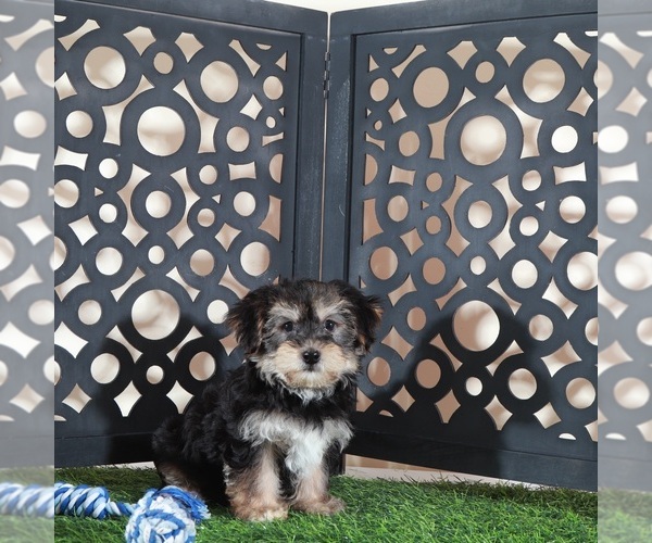 Medium Photo #4 Yo-Chon Puppy For Sale in MOUNT VERNON, OH, USA