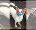 Small Photo #1 Chihuahua Puppy For Sale in WISTER, OK, USA