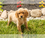 Puppy Bella Golden Cavadoodle